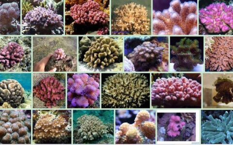 珊瑚卡怎么样？优缺点分析，适合哪些人群？