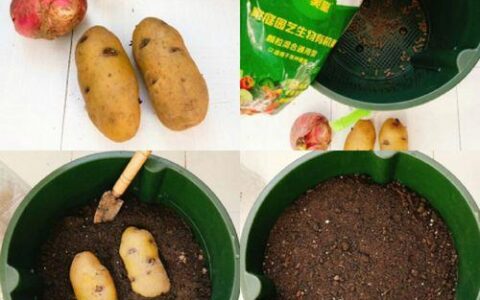 电信卡不用怎么报停？教你几种简单的方法