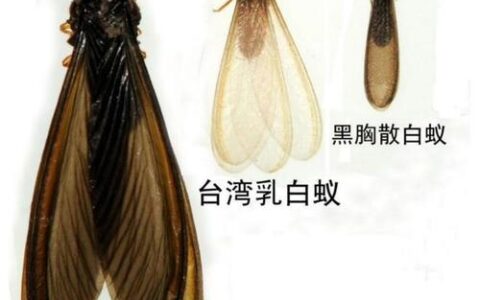 双流白蚁防治中心电话号码