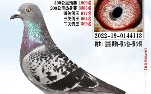 表鸽物联卡：赛鸽运动的新利器