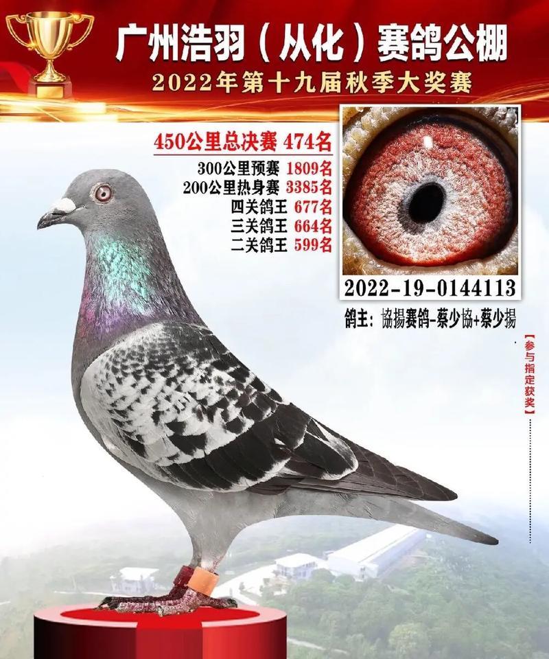 表鸽物联卡：赛鸽运动的新利器