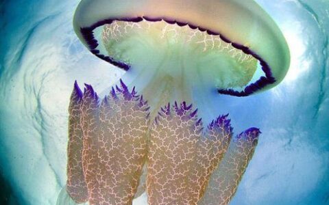 水母：奇妙的海洋漂浮者